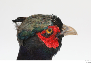 Pheasant  2 head 0019.jpg